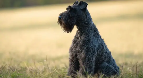 Un Kerry Blue Terrier con su característico pelaje oscuro y ondulado, sentado en un campo con hierba.