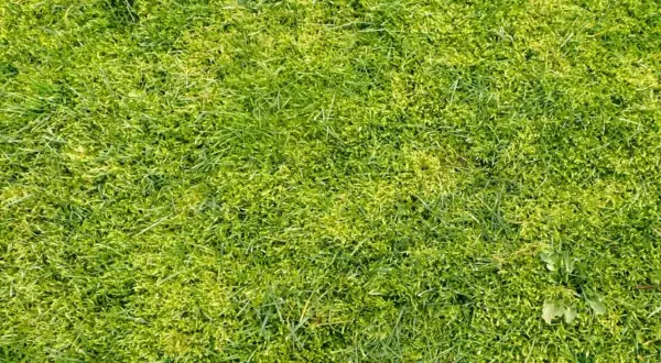 Gęsta, zielona trawa z widocznymi fragmentami mchu. Idealna do stworzenia naturalnego, biocalnego krajobrazu.