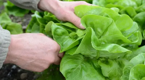 Hände ernten frischen Kopfsalat. Die grünen Blätter sind prall und saftig, ein Zeichen für den **Salat** der **Saison**.