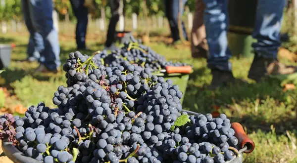 Zbiory winogron na potrzeby produkcji pysznych włoskich win. W tle widać ludzi zbierających owoce.