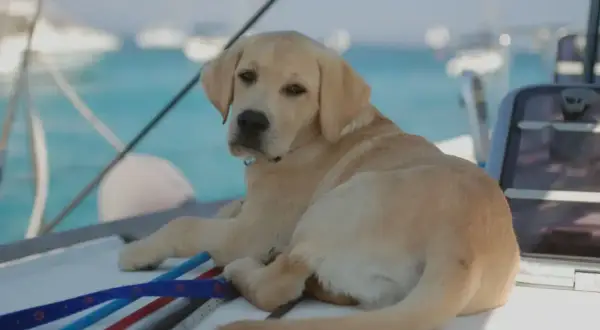 Un chiot labrador se repose sur un bateau, profitant du soleil. Il est prêt pour une aventure en mer, mais pour l'instant, il se détend.