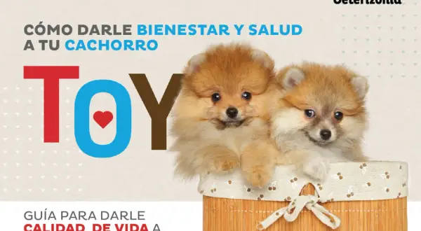Dos adorables cachorros Pomerania en una cesta. Guía para darle bienestar y salud a tu cachorro, con información sobre cachorros semana a semana.