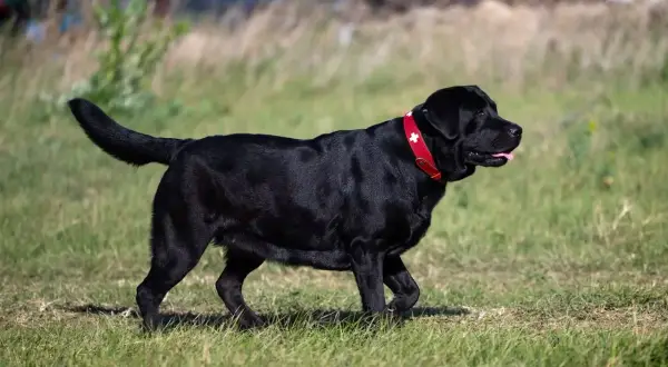Czarny labrador z czerwoną obrożą, który ma widoczną nadwagę u psa, spaceruje po trawie.