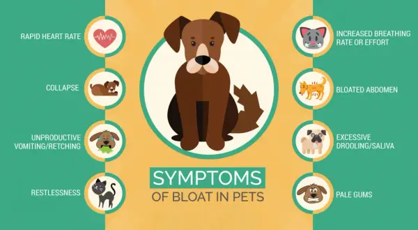 Symptoms of bloat in dogs include rapid heart rate, collapse, vomiting, restlessness, increased breathing, bloated abdomen, excessive drooling, and pale gums.