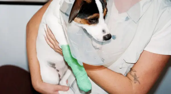 En hund med krage och grön linda på ett ben, troligen efter en korsbandsskada.