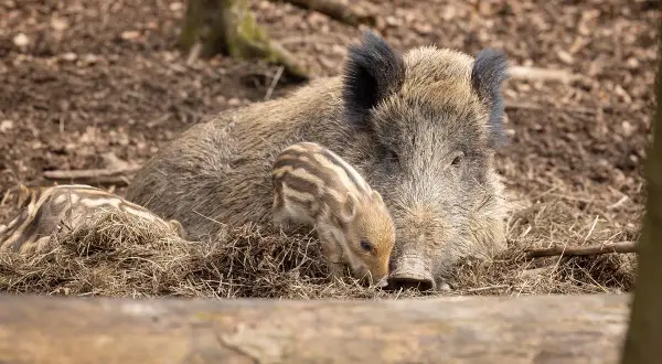 Ein Wildschwein mit Frischlingen im Tierpark Engelskirchen.