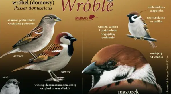 Wróble pod ochroną: Co oznacza dla nich polskie prawo?