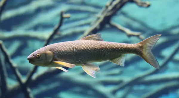 Ein nasen fisch schwimmt im klaren Wasser, seine Schuppen glänzen.