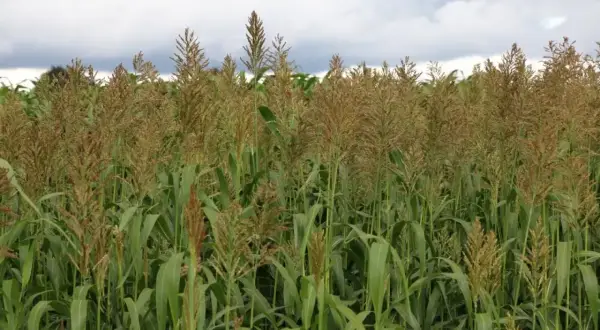 Pole pełne dojrzałego sorgo na kiszonkę, z gęstymi, brązowymi wiechami i zielonymi liśćmi pod zachmurzonym niebem.