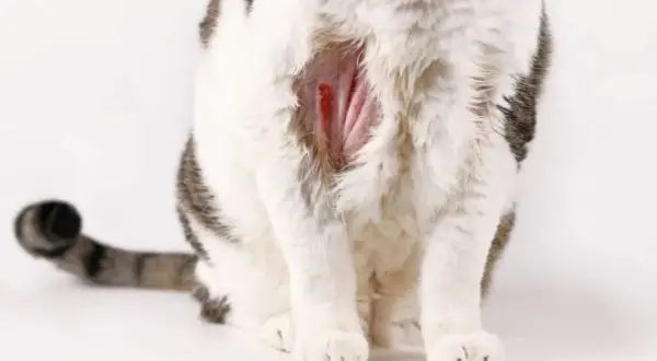 A mi gato le ha salido una calva: causas y qué hacer al respecto