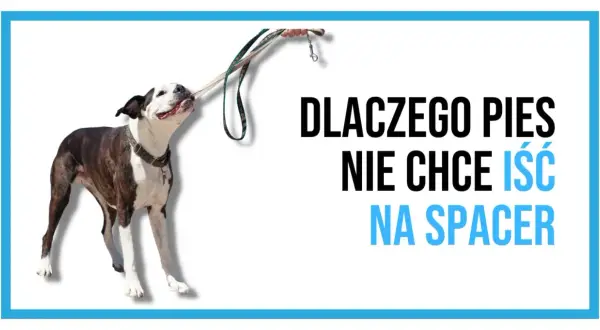 Dlaczego szczeniak nie chce chodzić na spacery? Oto możliwe przyczyny