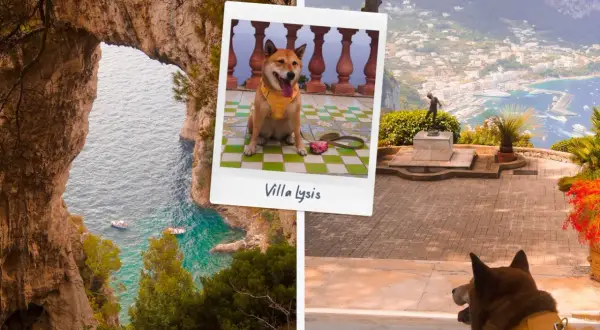 Un adorable chien profite de la vue sur la mer et la ville depuis une villa en Italie.