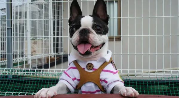 Uroczy boston terrier w koszulce, gotowy do adopcji. Sprawdź boston terrier cena i znajdź swojego nowego przyjaciela!