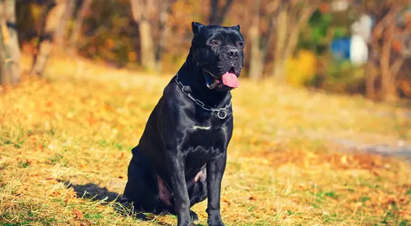 Czarny pies rasy Cane Corso siedzi na trawie w jesiennym parku. Ile żyje taki pies? Średnio 10-12 lat.