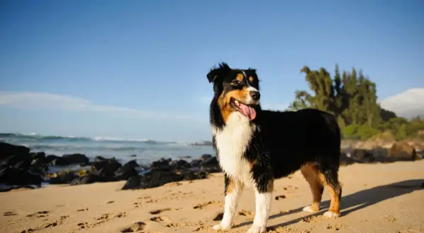 Ein Australian Shepherd Black Bi steht am Strand, die Zunge heraushängend, mit dem Meer und Bäumen im Hintergrund.
