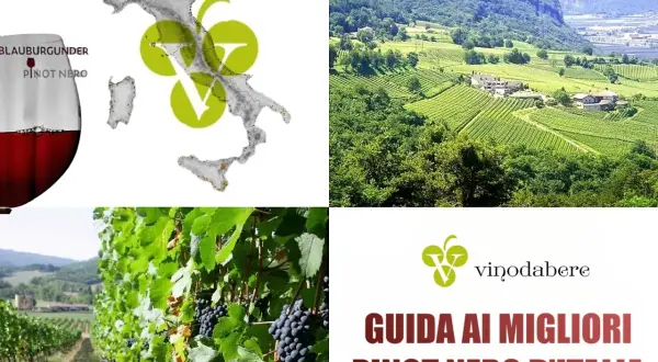 Vini Trentino Alto Adige: un calice di Pinot Nero, vigneti rigogliosi e la guida ai migliori d'Italia.