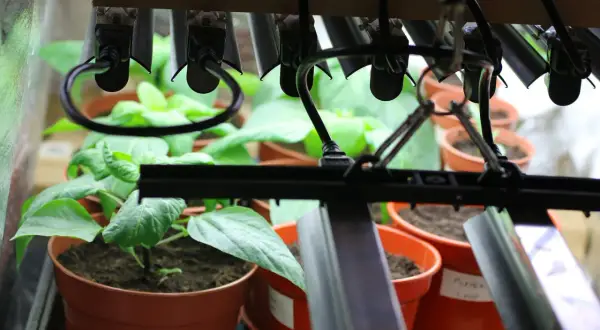 Små plantor i krukor växer under växtbelysning. Ljusstyrning är avgörande för deras utveckling.