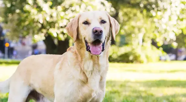Labrador czy Golden Retriever? Wybierz idealnego psa!