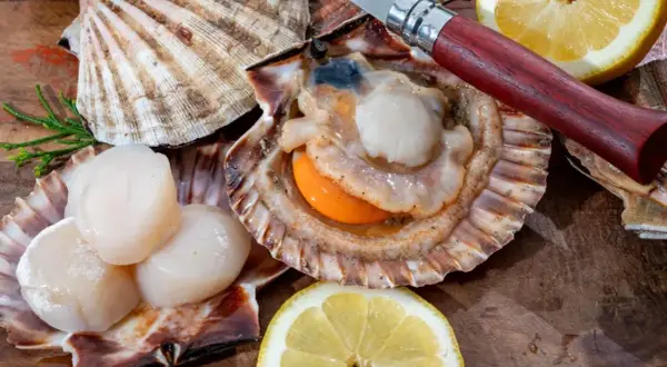Des coquilles Saint-Jacques fraîches, prêtes à être dégustées, avec un couteau et des quartiers de citron sur un fond en bois.