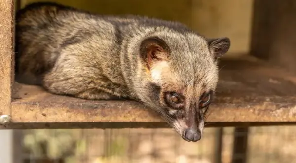 Kawa luwak jak powstaje - nieznane fakty o jej produkcji i pochodzeniu