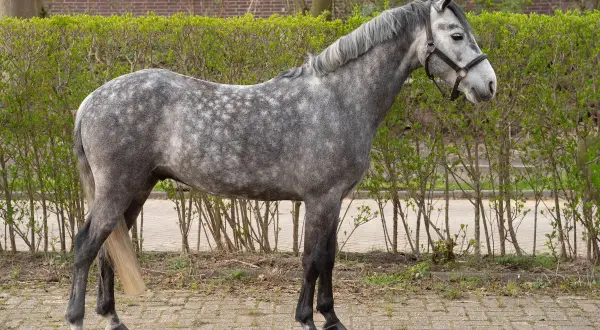 Srokaty koń rasy Connemara stoi na brukowanej ścieżce, otoczony zielonym żywopłotem.