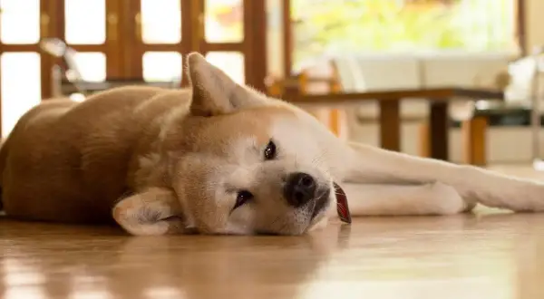 Mi perro no puede andar de repente. Este Akita descansa en el suelo, con la cabeza apoyada y los ojos entrecerrados, como si estuviera muy cansado.