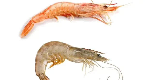 Dos crustáceos, uno rosado y otro blanquecino, muestran la diferencia entre gamba y langostino.