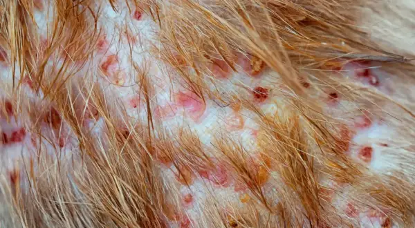 Haut eines Hundes mit entzündeten Haarfollikeln, geröteten Stellen und Krusten.