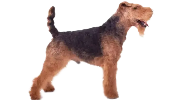 Un perro Welsh Terrier, con su característico pelaje negro y fuego, posa orgulloso.