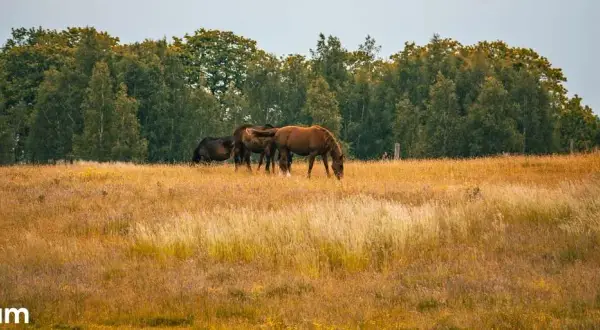 Wymarzona działka na Pojezierzu Łęczyńsko-Włodawskim? Sprawdź ceny!