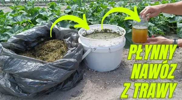 Jaki nawóz do irgi? Sprawdź, jak zadbać o zdrowy wzrost roślin