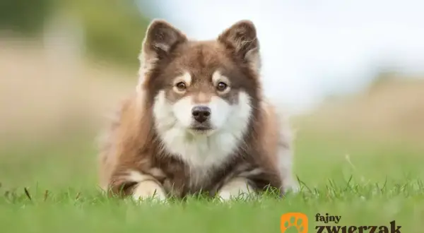 Uroczy fiński lapphund leży na trawie, patrząc w obiektyw z zaciekawieniem.