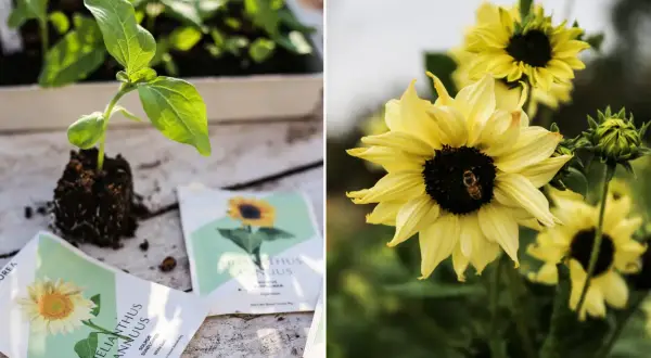 Från frö till blomma: en solrosplanta växer till sig bredvid fröpåsar, och en bi besöker en fullvuxen solros. Att odla solrosor är en glädje.
