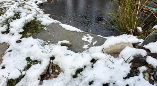Petit étang de maison sous la neige. L'eau est sombre et le bord est recouvert de givre et de quelques brins d'herbe verte.