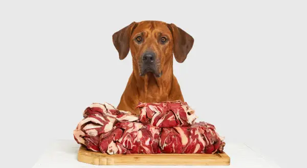 Rhodesian Ridgeback blickt auf einen Berg rohen Fleisches. Ist Barfen gesund? Ja, für diesen Hund sieht es so aus!