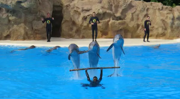 Pokaz delfinów w Loro Parque na Teneryfie. Trenerzy w czarnych strojach i trzy delfiny wykonują akrobacje w basenie.