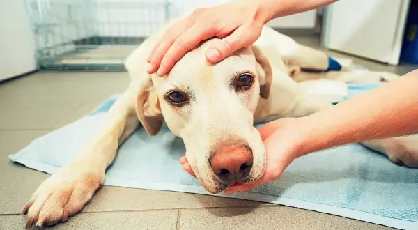 Ein Hund mit traurigen Augen liegt auf einer Decke. Seine Augen scheinen die Sorge nach einem Schlaganfall widerzuspiegeln.