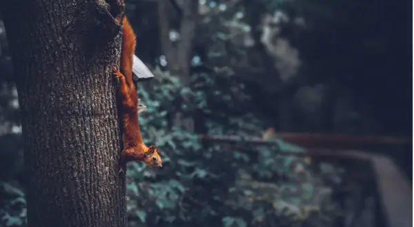 En röd ekorre klättrar nerför ett träd, nästan som en mytisk varelse i den dunkla skogen.