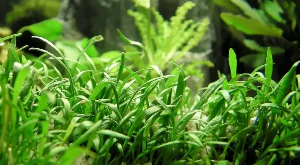 Un tapis dense de **Helanthium tenellum** aux feuilles vertes vives, planté dans un substrat clair, avec des plantes d'aquarium floues en arrière-plan.