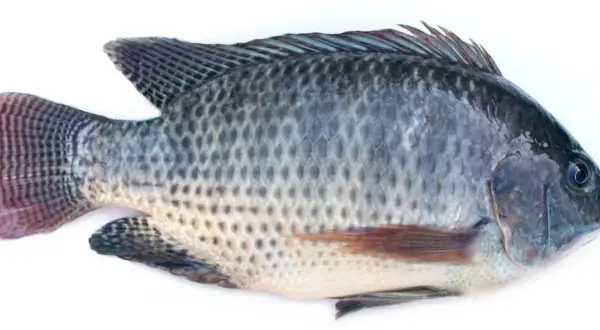 Czy tilapia jest zdrowa? Analiza, wady i zalety