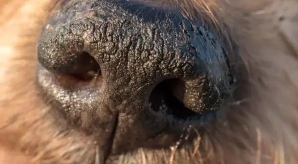 A mi perro le gotea la nariz: causas preocupantes y cuándo actuar