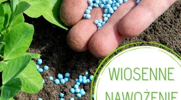 Jaki nawóz do niecierpków? Odkryj sekrety zdrowego wzrostu