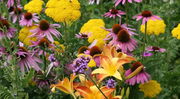 Bunte Blütenpracht im Juli: Purpur-Sonnenhut, gelbe Schafgarbe und Taglilien. Perfekt, welche Blumen im Juli pflanzen!