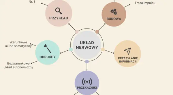 Schemat przedstawia budowę i funkcje układu nerwowego, w tym neurony, odruchy, przesyłanie informacji i przekaźniki.