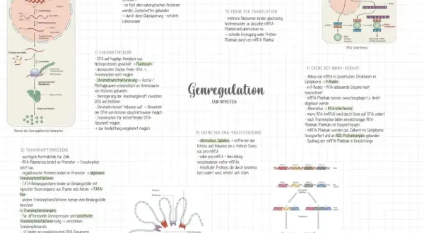 Genregulation bei Eukaryoten: Von der Chromatin- bis zur Translationsebene, inklusive RNA-Prozessierung und Abbau.