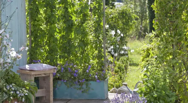Grüne Rankpflanzen als Sichtschutz im Garten. Tolle bepflanzen sichtschutz garten ideen mit blühenden Geranien.