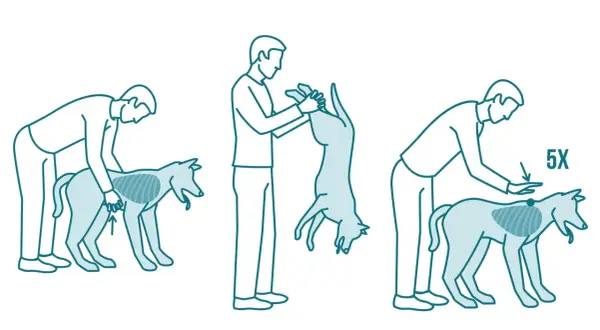 Pasos para saber qué hacer cuando un perro se atraganta: presionar abdomen, invertir y dar golpes en la espalda.