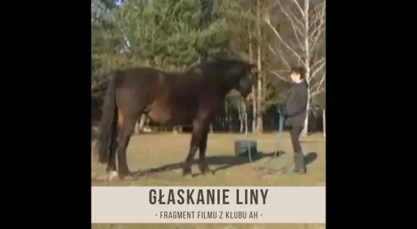 Jak głaskać konia, aby uniknąć stresu i zbudować zaufanie