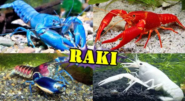 Jakie raki do akwarium z rybkami wybrać, by uniknąć problemów?