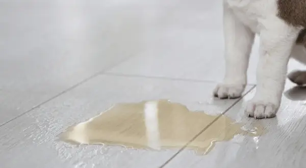 Ein Hund leckt Urin anderer Hunde auf dem Boden.